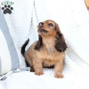 Nova, Dachshund Puppy