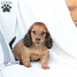 Nova, Dachshund Puppy