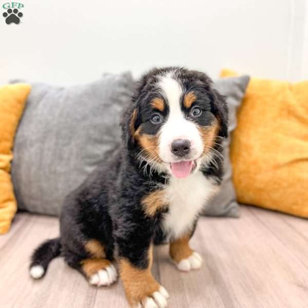 Bucky, Bernese Mountain Dog Puppy