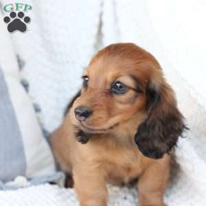 Nova, Dachshund Puppy
