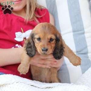 Nova, Dachshund Puppy