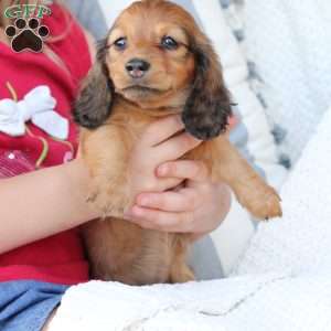 Nova, Dachshund Puppy