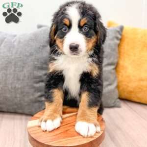 Bucky, Bernese Mountain Dog Puppy