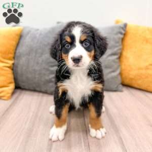 Willow, Bernese Mountain Dog Puppy