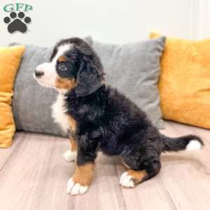 Willow, Bernese Mountain Dog Puppy
