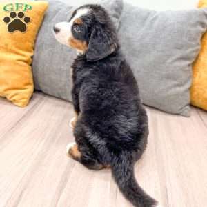 Willow, Bernese Mountain Dog Puppy