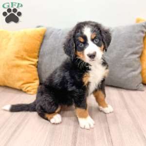 Willow, Bernese Mountain Dog Puppy