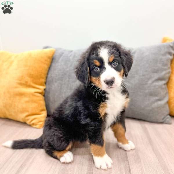 Willow, Bernese Mountain Dog Puppy