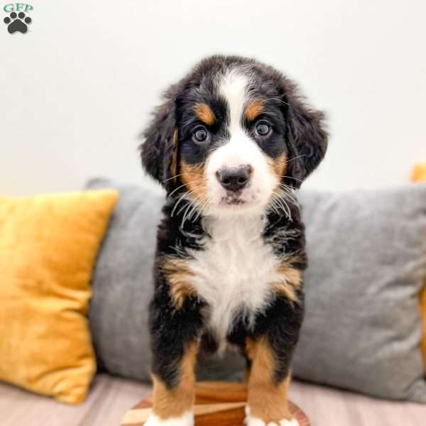 Willow, Bernese Mountain Dog Puppy