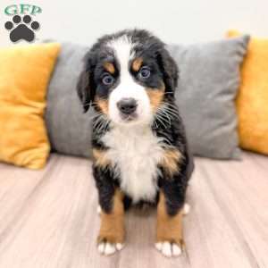 Bozzo, Bernese Mountain Dog Puppy
