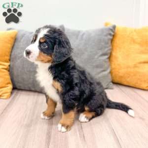 Bozzo, Bernese Mountain Dog Puppy