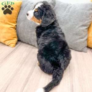 Bozzo, Bernese Mountain Dog Puppy