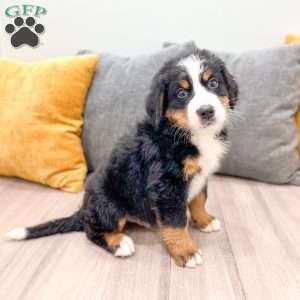 Bozzo, Bernese Mountain Dog Puppy