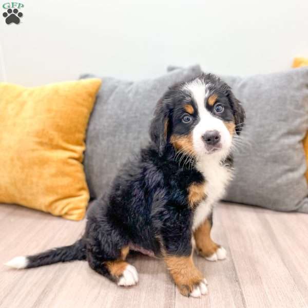 Bozzo, Bernese Mountain Dog Puppy