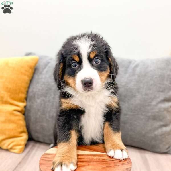 Bozzo, Bernese Mountain Dog Puppy