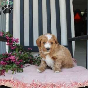 Randy, Mini Goldendoodle Puppy