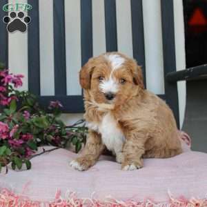 Randy, Mini Goldendoodle Puppy