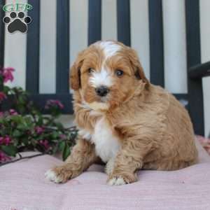 Randy, Mini Goldendoodle Puppy