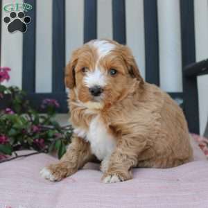 Randy, Mini Goldendoodle Puppy