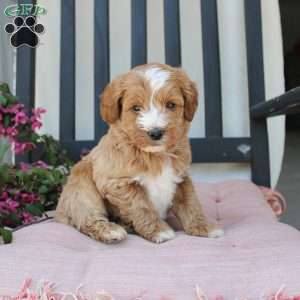 Randy, Mini Goldendoodle Puppy