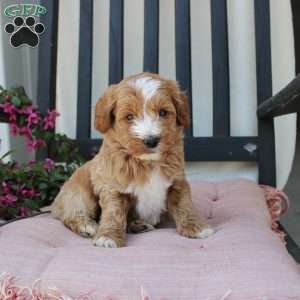 Randy, Mini Goldendoodle Puppy