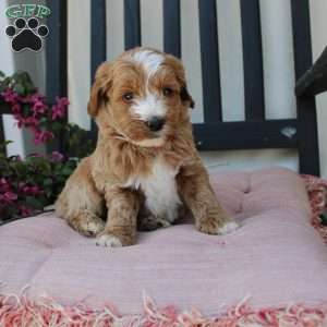 Randy, Mini Goldendoodle Puppy