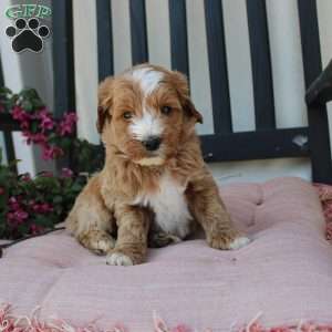 Randy, Mini Goldendoodle Puppy