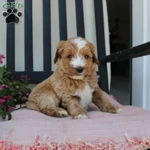 Randy, Mini Goldendoodle Puppy