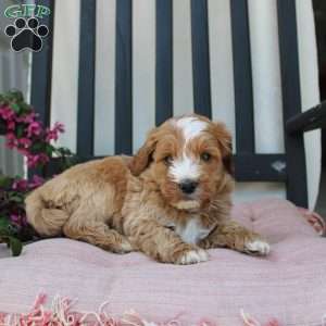 Randy, Mini Goldendoodle Puppy