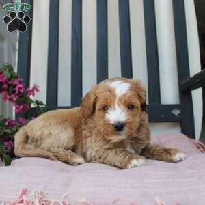 Randy, Mini Goldendoodle Puppy