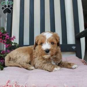 Randy, Mini Goldendoodle Puppy