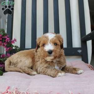 Randy, Mini Goldendoodle Puppy