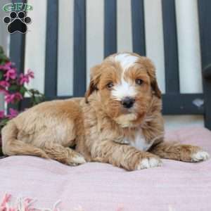 Randy, Mini Goldendoodle Puppy