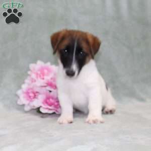 Marshal, Jack Russell Terrier Puppy
