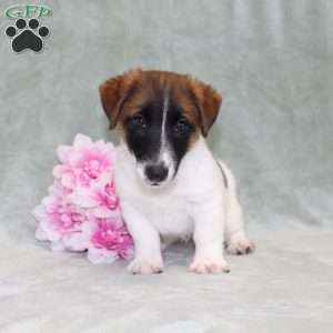 Marshal, Jack Russell Terrier Puppy