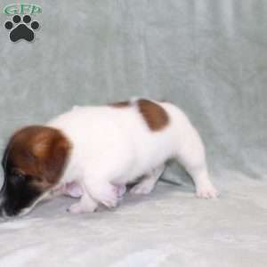 Marshal, Jack Russell Terrier Puppy
