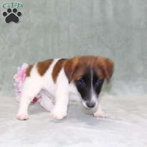 Marshal, Jack Russell Terrier Puppy