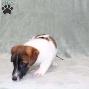 Marshal, Jack Russell Terrier Puppy