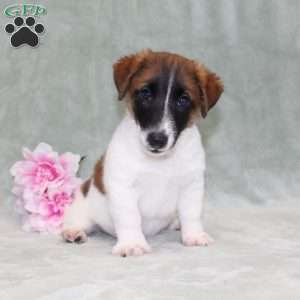 Marshal, Jack Russell Terrier Puppy