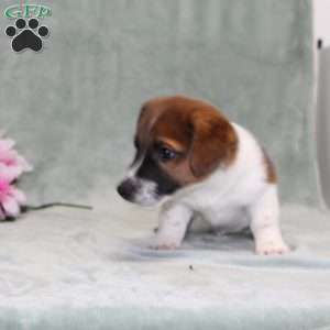 Dozer, Jack Russell Terrier Puppy
