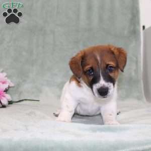 Dozer, Jack Russell Terrier Puppy