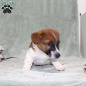 Dozer, Jack Russell Terrier Puppy