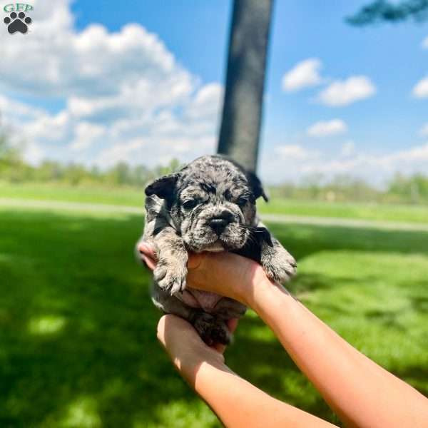 Angel, Frenchton Puppy