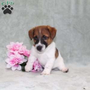 Dozer, Jack Russell Terrier Puppy