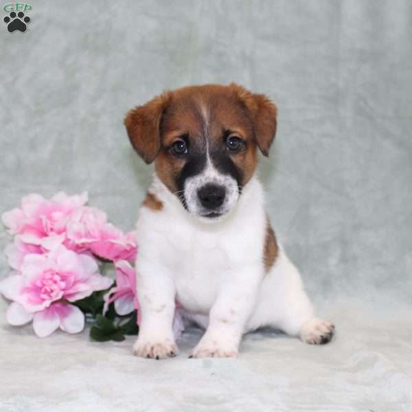 Dozer, Jack Russell Terrier Puppy