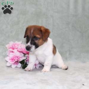 Dozer, Jack Russell Terrier Puppy