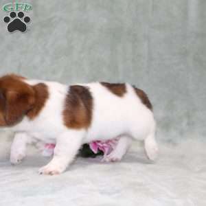 Dozer, Jack Russell Terrier Puppy