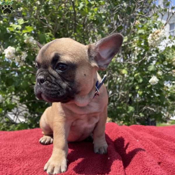 Billy, French Bulldog Puppy