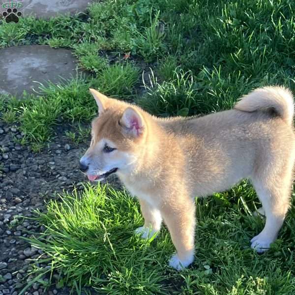 Jake, Shiba Inu Puppy