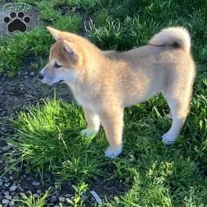 Jake, Shiba Inu Puppy